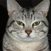 user-profile-image
