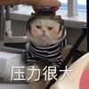 叫醒一只装睡的猪