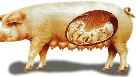 母猪的排卵受孕过程，清晰呈现在你眼前，有图有真相！ - 知乎