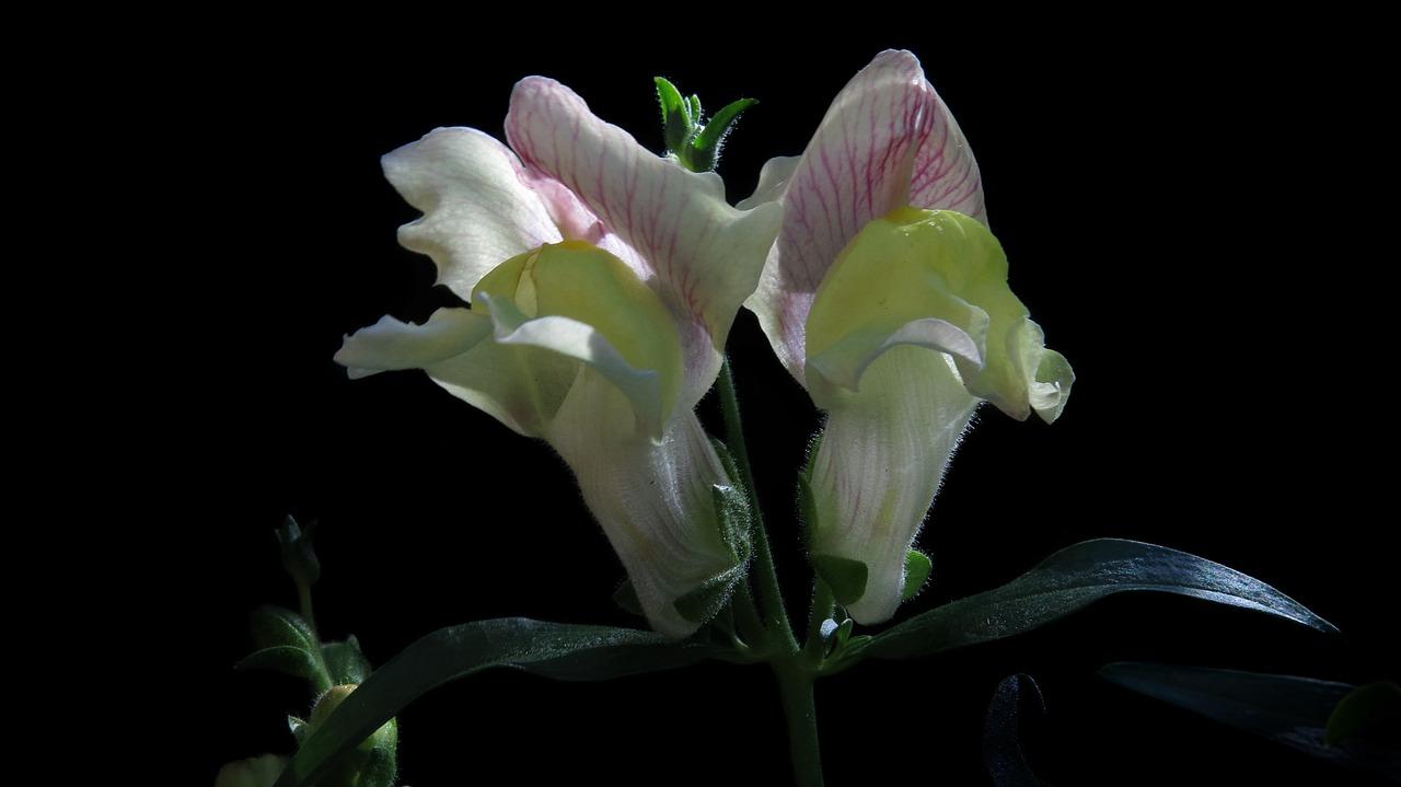 马蹄莲长什么样子