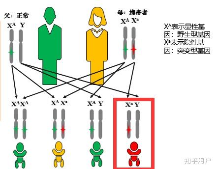 红绿色盲遗传方式图谱图片