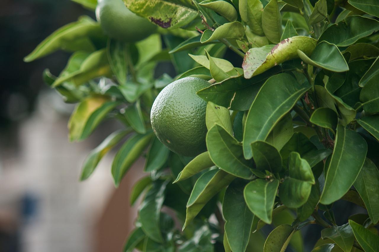 冬天树为什么要刷石灰