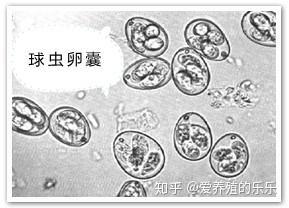 虫见愁丨鸡盲肠球虫难治死亡率高?不提前预防等到发病就晚了! - 知乎