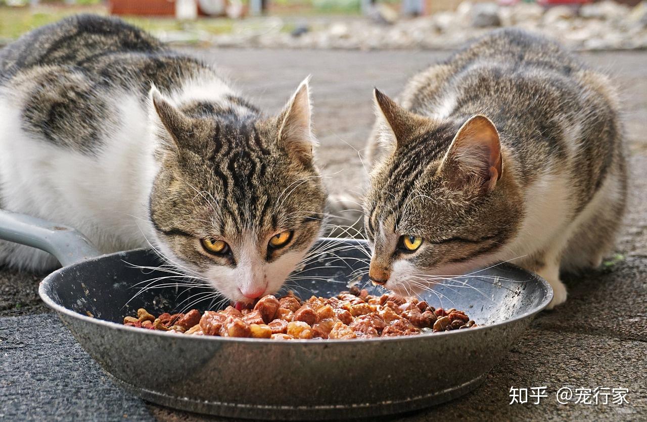 从猫的消化道生理谈:猫咪为什么更适合“少食多餐”的饮食模式? - 知乎