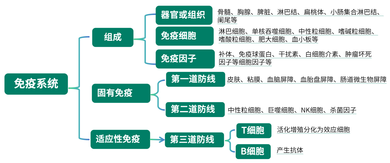 人体四大免疫细胞图片