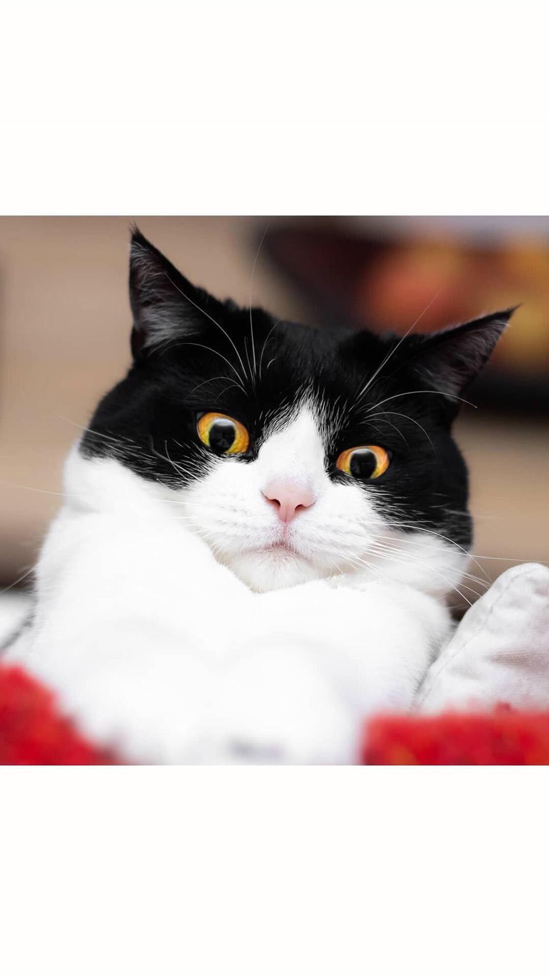 有哪些类似千岁岁那种黑猫的图片? - 知乎