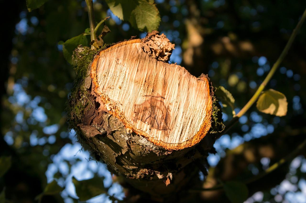 4. 龙骨栽植步骤