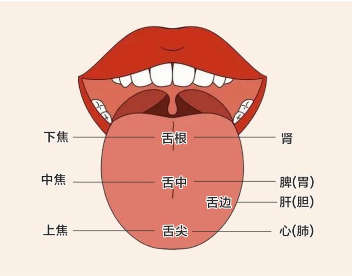 古中医上的舌诊,解构厚腻苔,附18张舌象图解及化浊汤 - 知乎