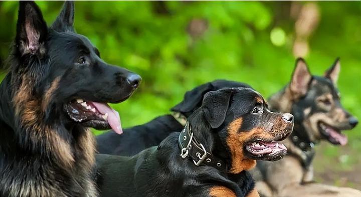 护卫犬排行榜前十名 十大最佳保护主人的犬