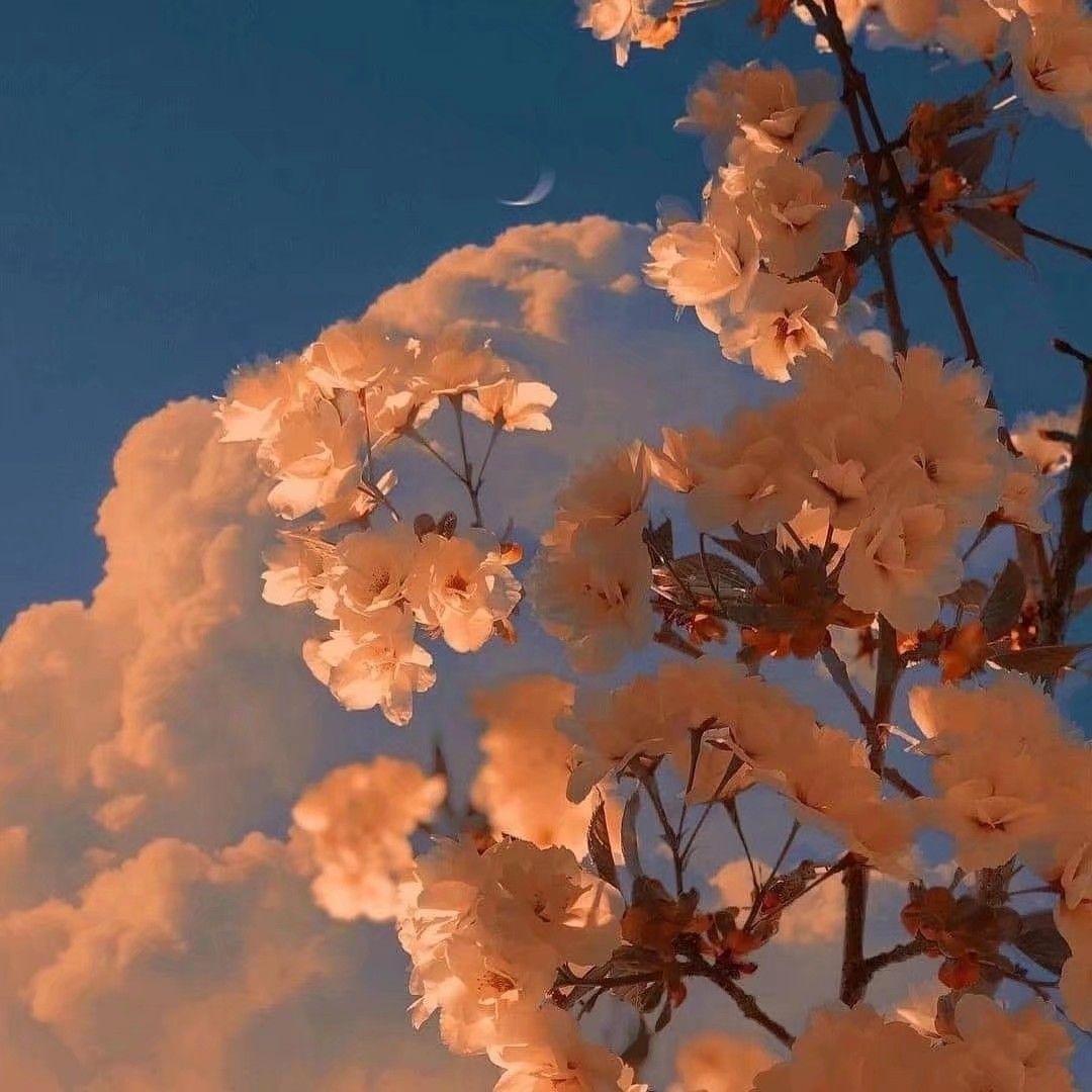 有没有适合做头像和背景图的花的图片?