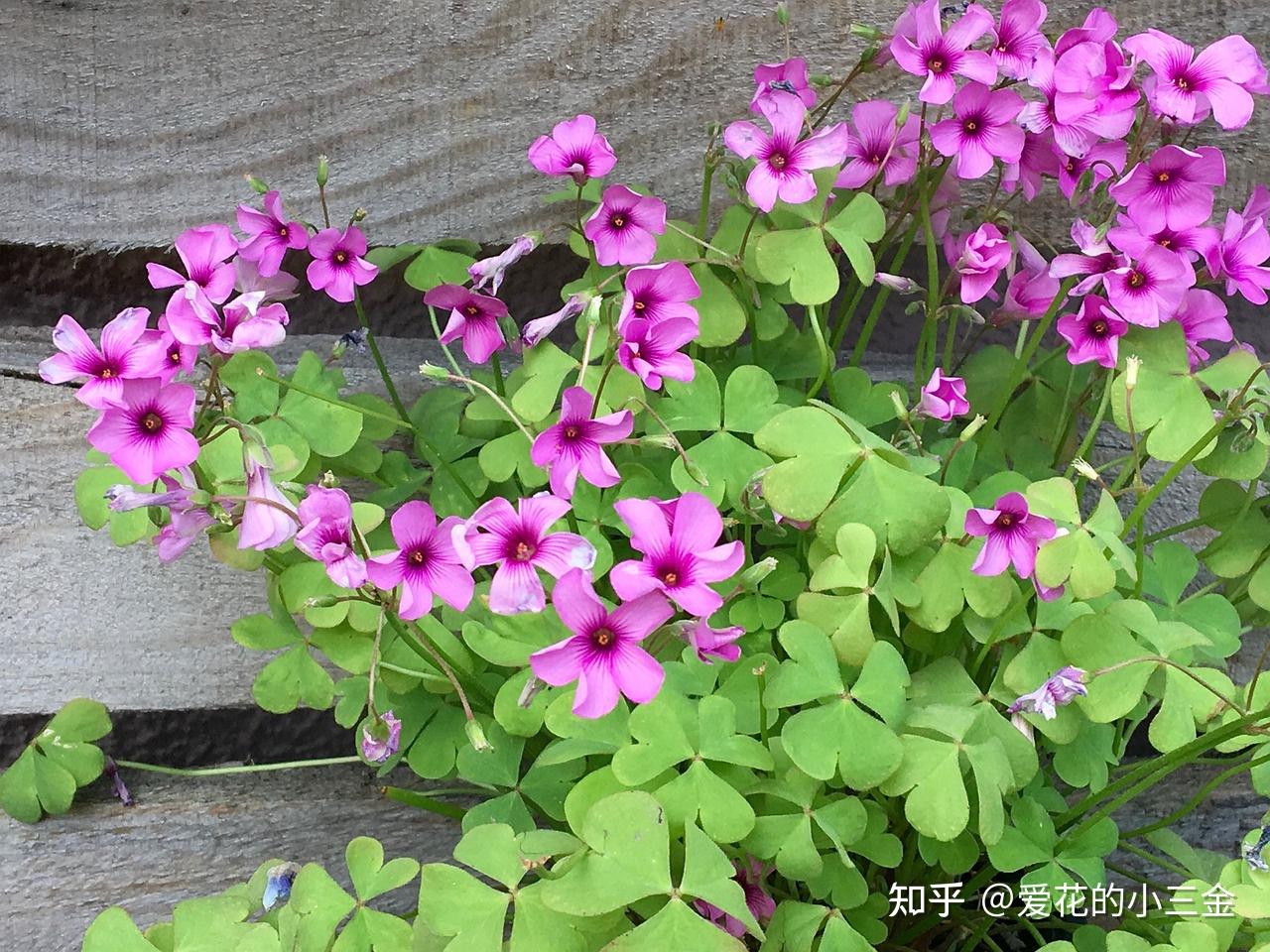 有没有四片叶子的"酢浆草″(叶子是爱心形状的那种)?
