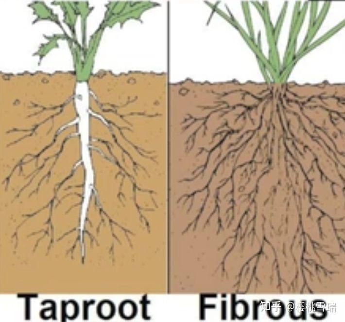 西方草药学 Herbology 101 - 植物的鉴别和分类:根 (Roots) - 知乎
