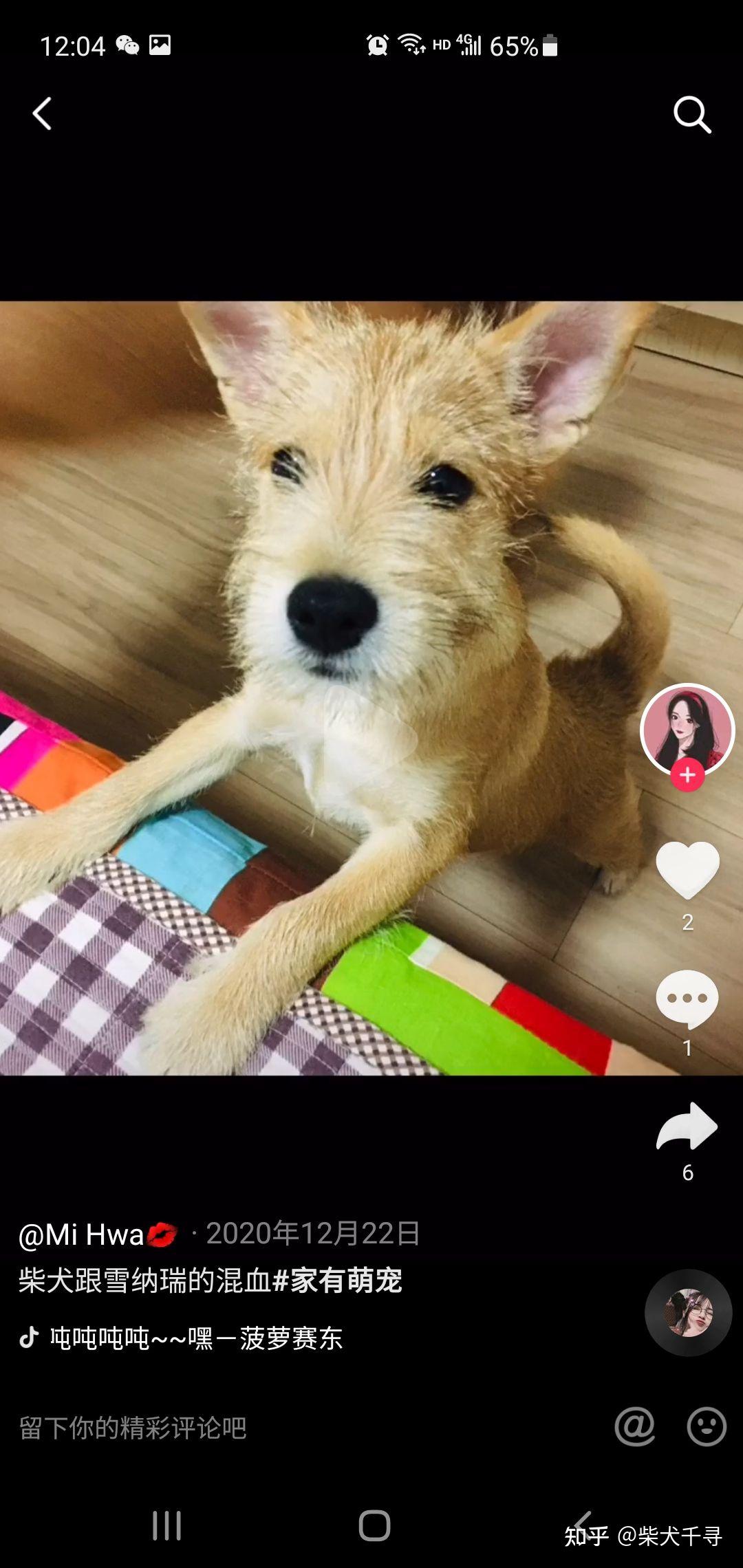 请问雪纳瑞和柴犬的串儿长啥样