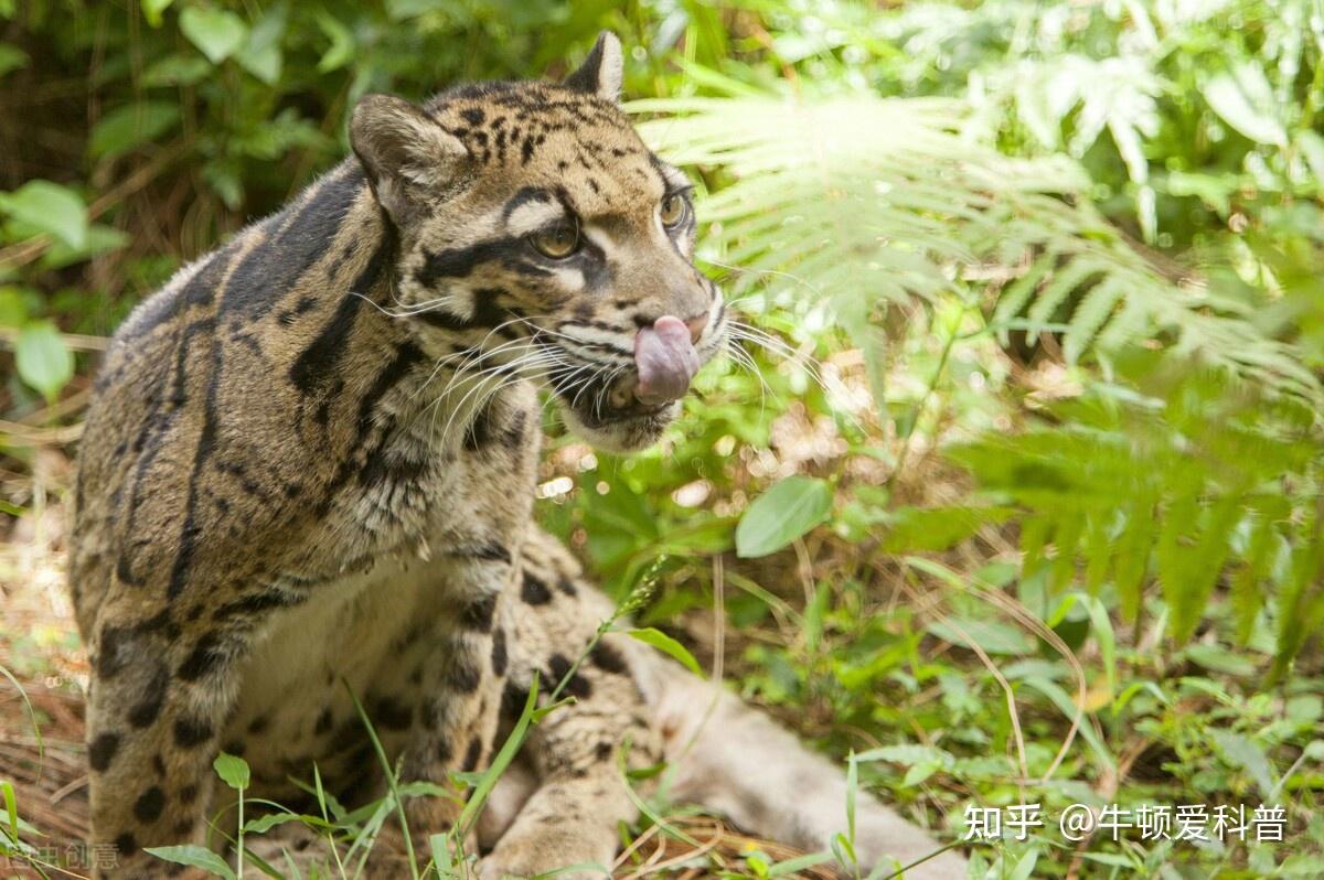 云豹和雪豹哪个更古老