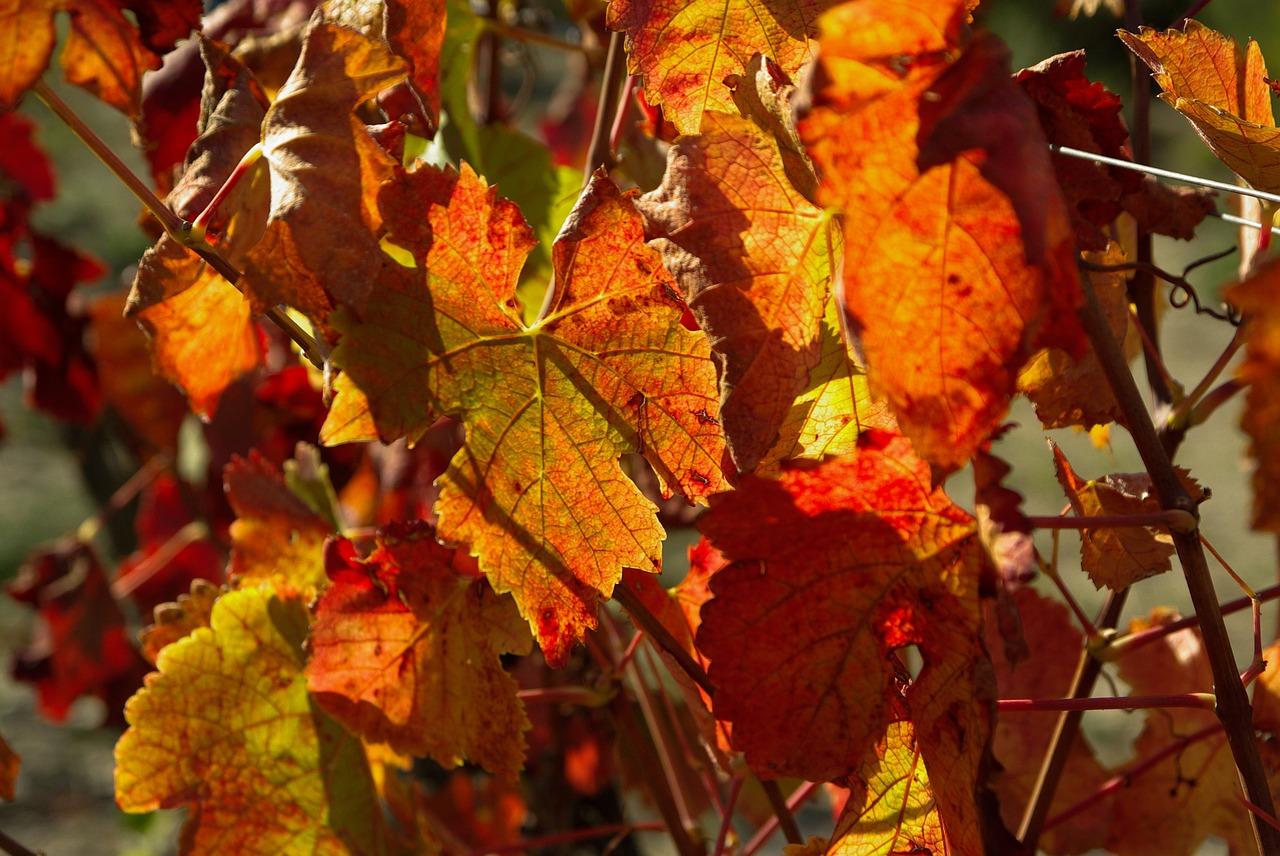 锦屏藤株距多少合适