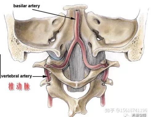 金門美兆診所 ''枕下肌症候群