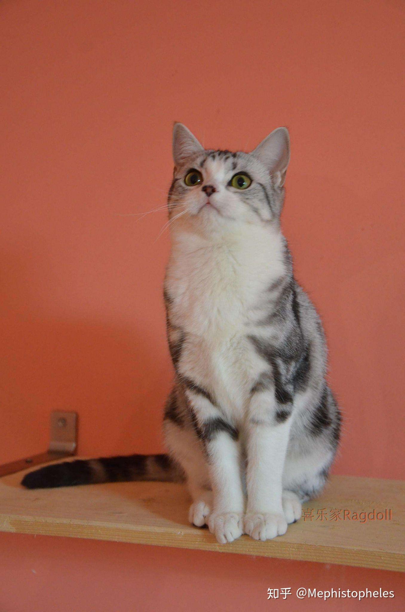 买的时候说是棕虎斑加白,虽然没了解过这种花色的猫 但是很粘人也很
