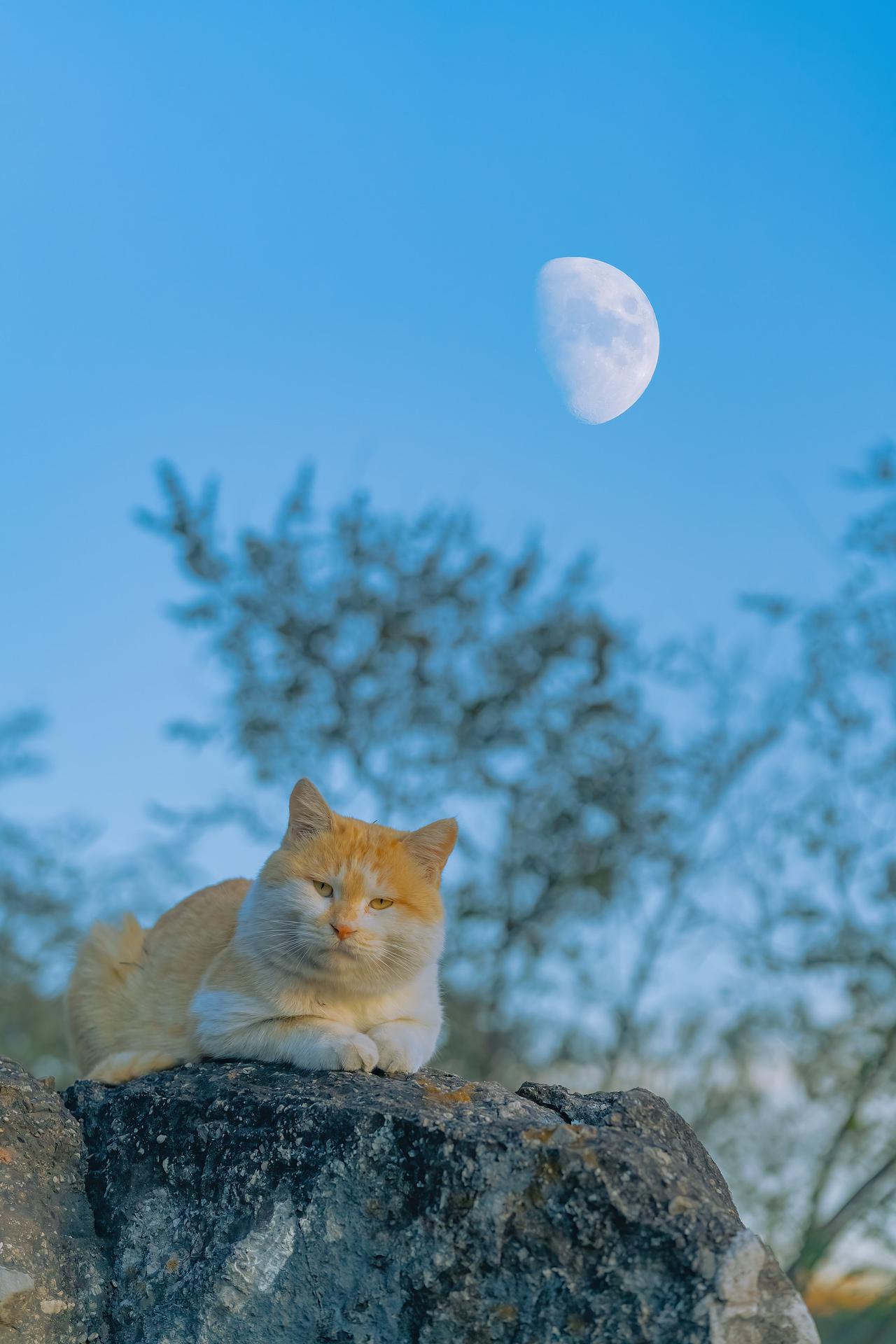 可以给我看看你们的猫咪壁纸/屏保/桌面吗? - 知乎