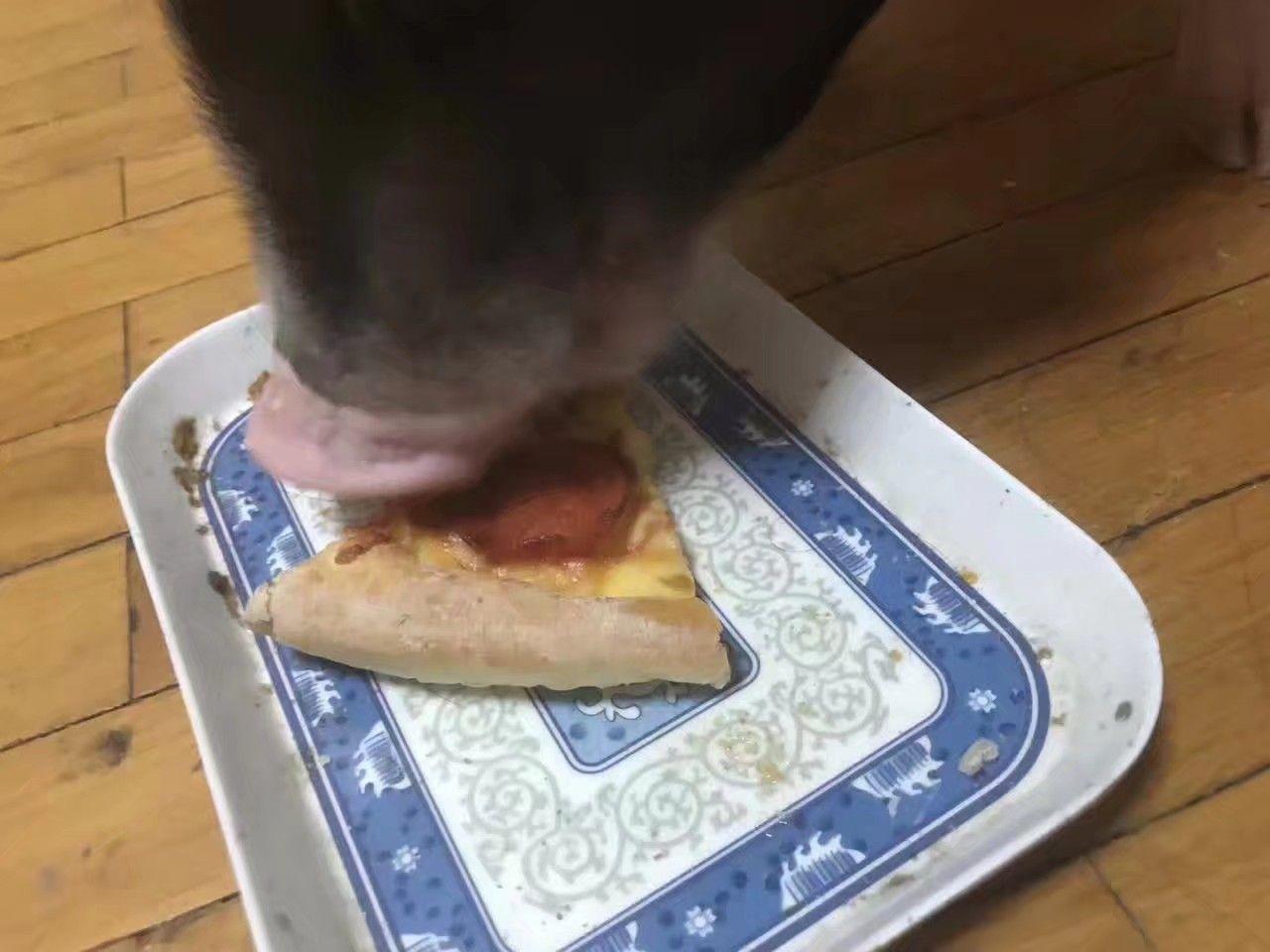 素食动物会吃肉吗?