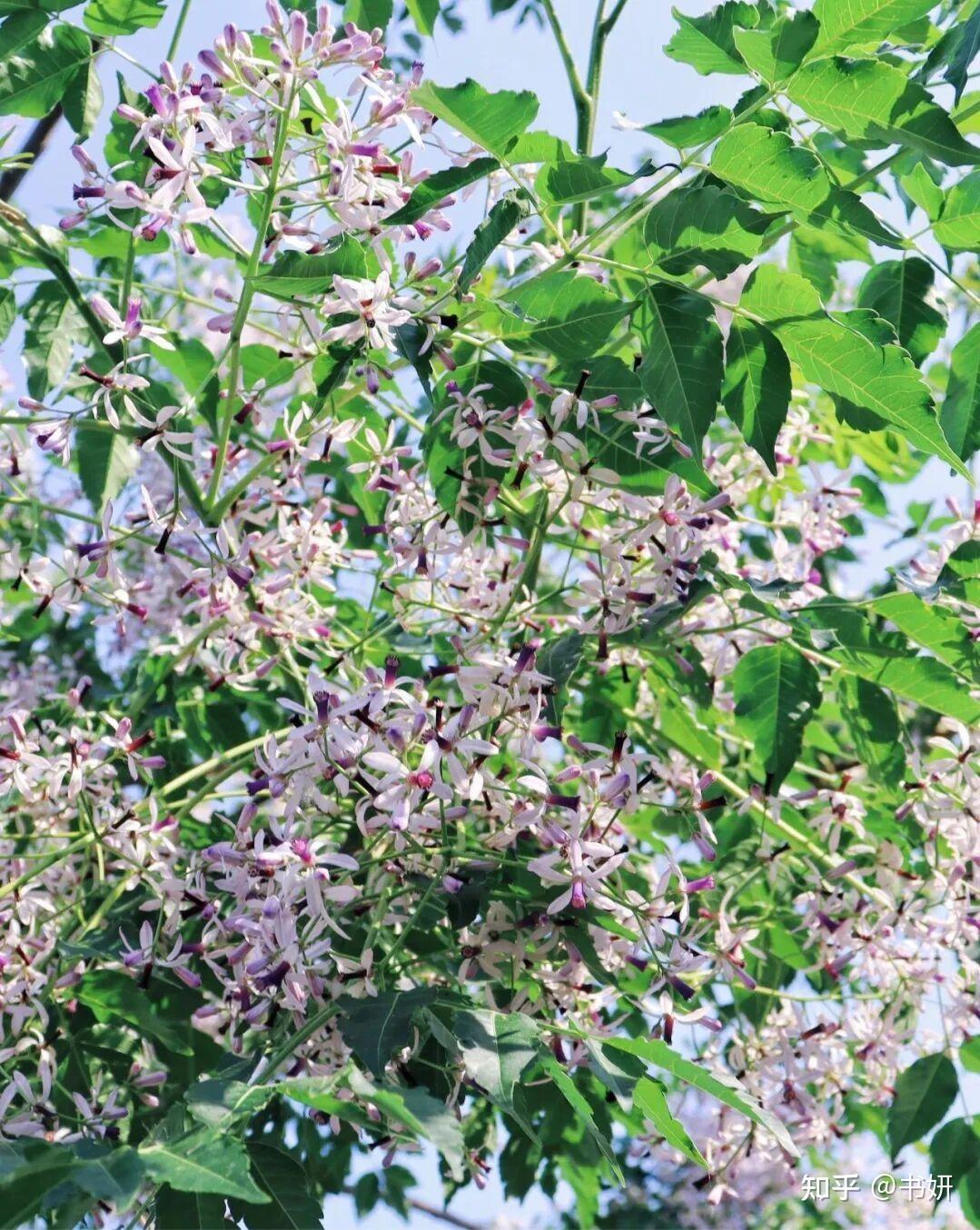 恋恋不舍，苦楝树从花到果的一生 - 知乎