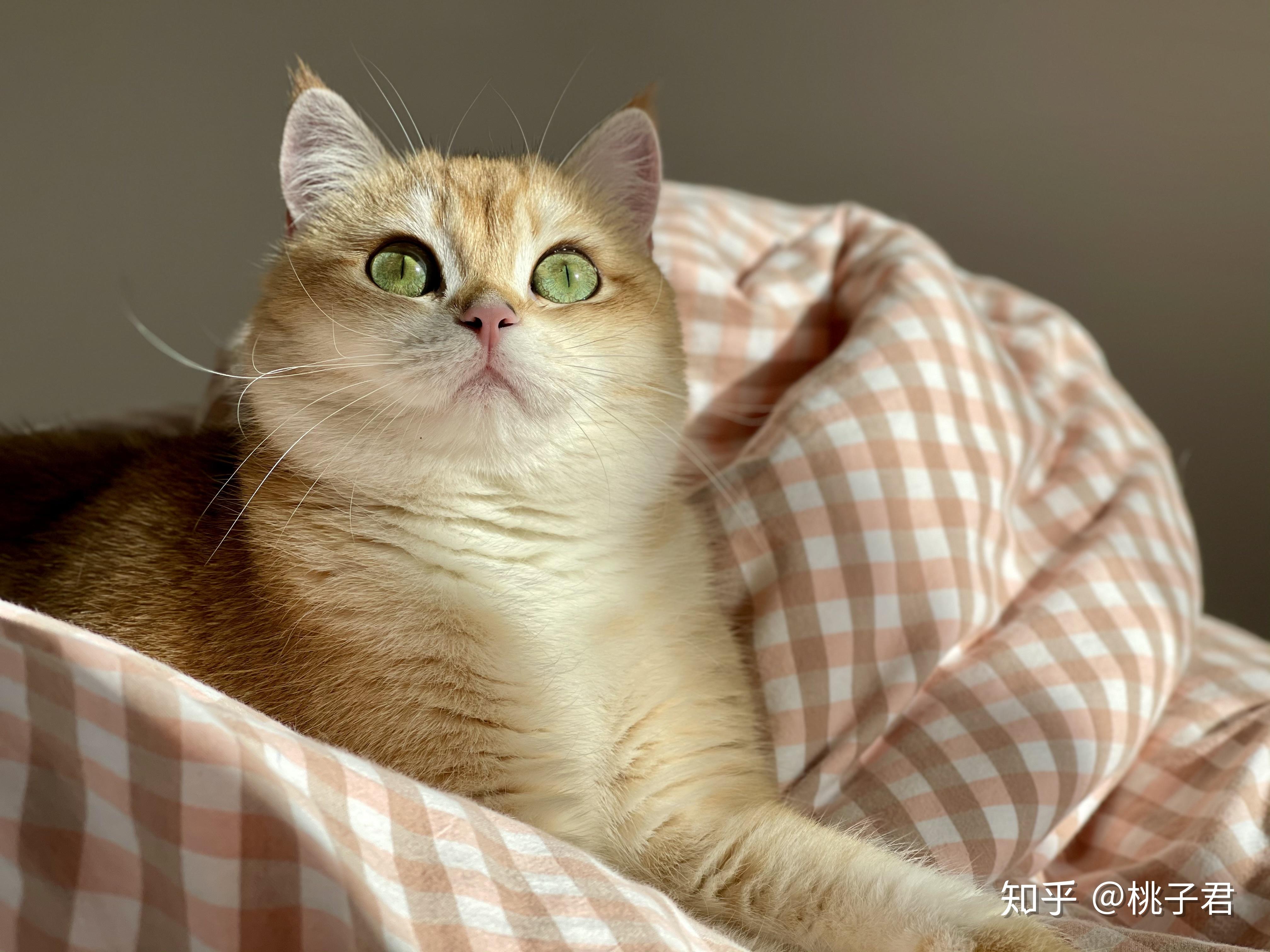 金渐层母猫有没有小脸很萌的? - 知乎