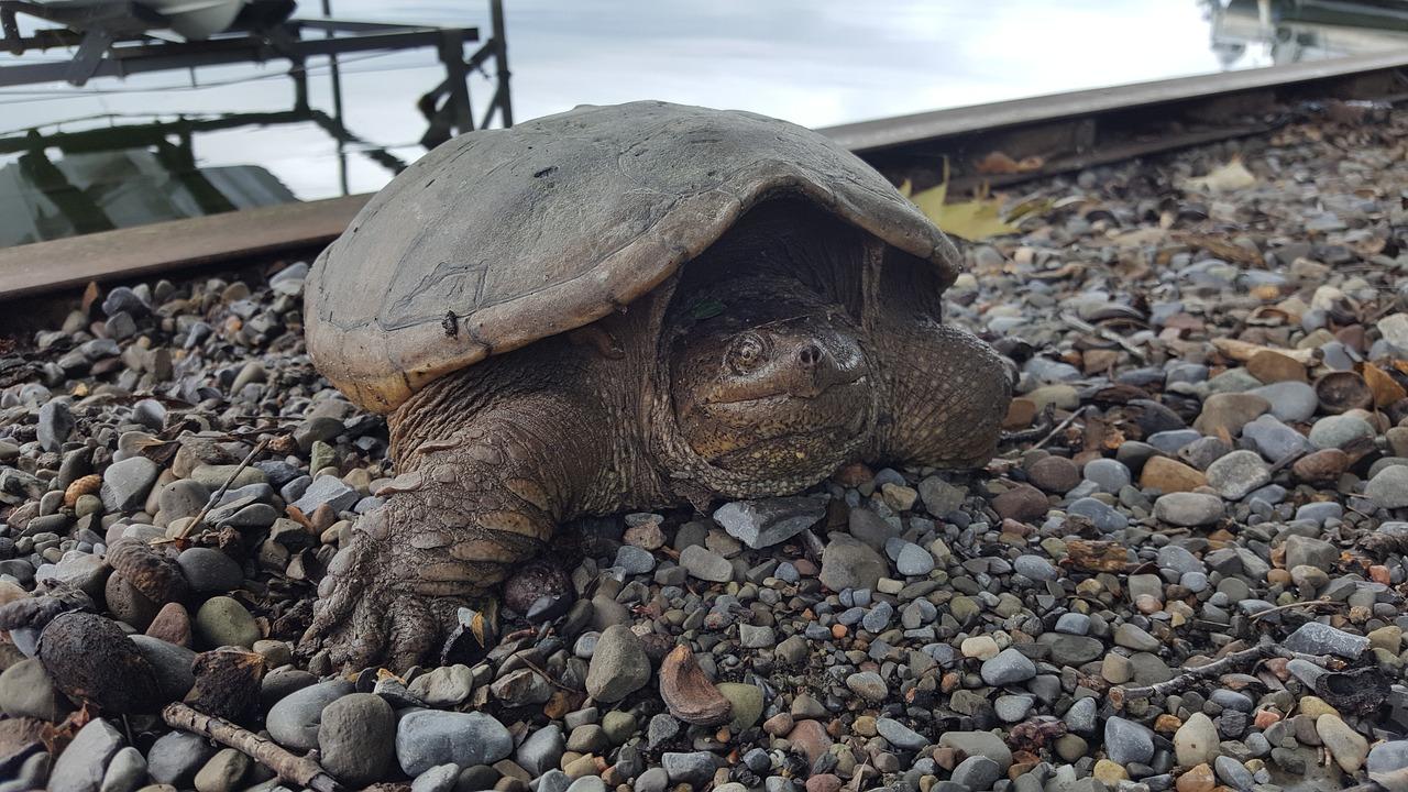 龟性别鉴定方法