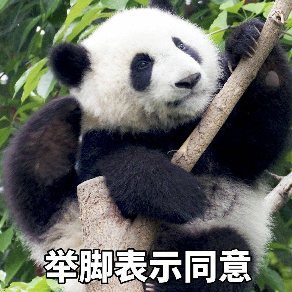 有没有很可爱的熊猫表情包或者视频