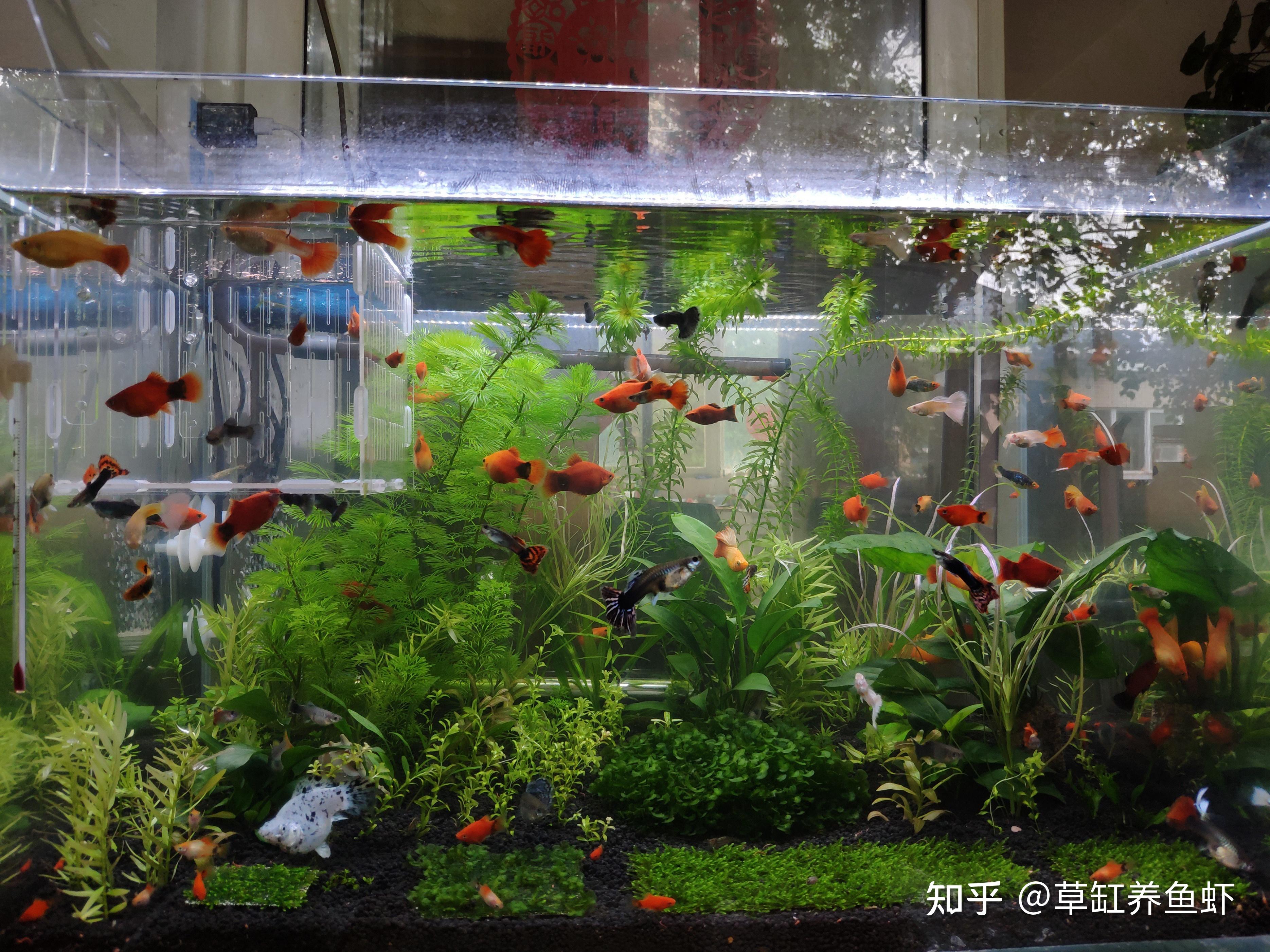 4种皮实好养的小鱼，都非常好养，新手养鱼就选它们 - 知乎