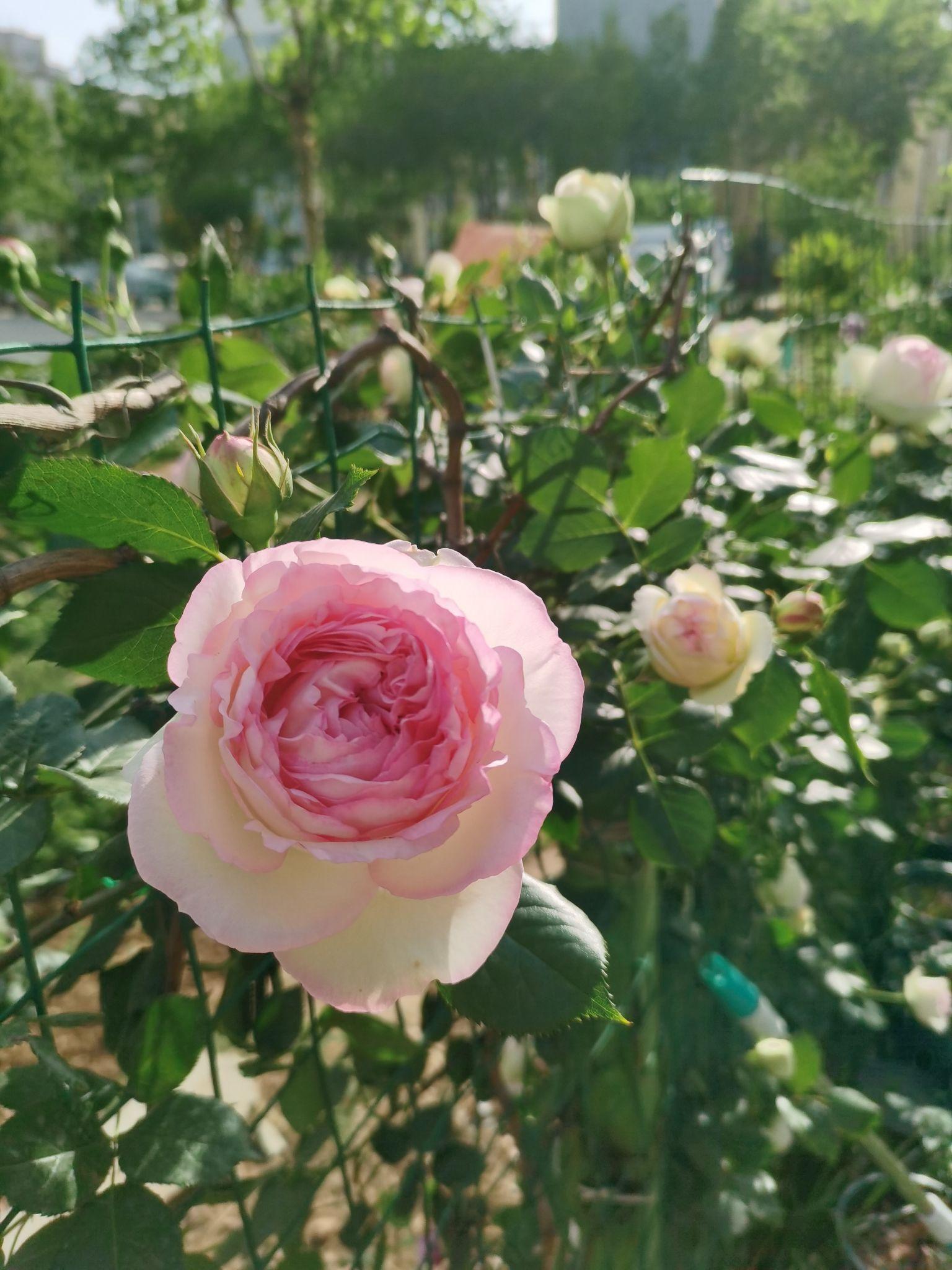 粉龙月季为什么种了一年都不开花? - 知乎