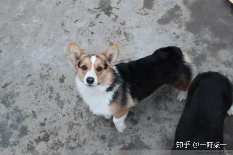 我俩前两天刚来了两只小柯基但他们是黑色的想问一下这是柯基吗