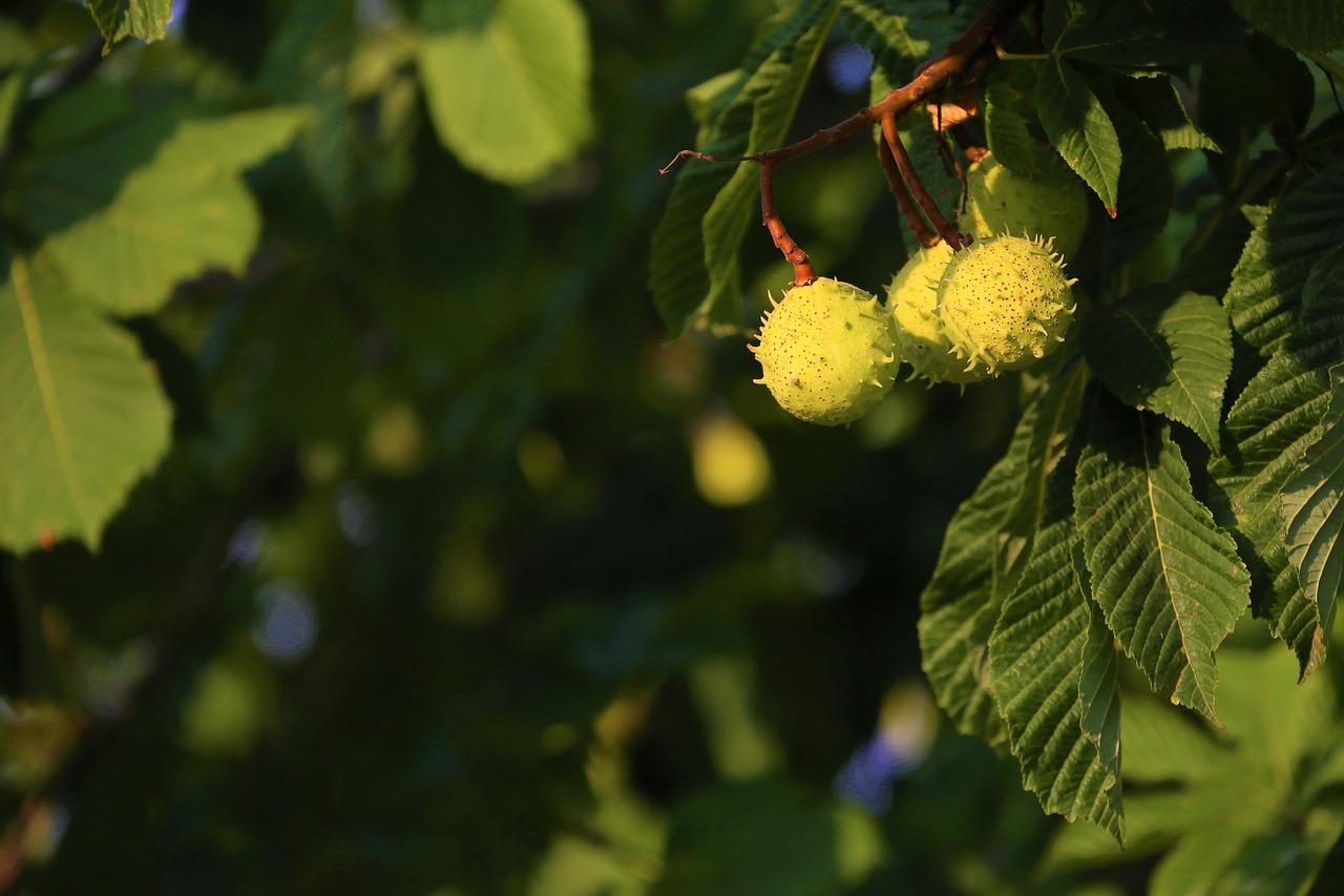 板栗色是什么颜色