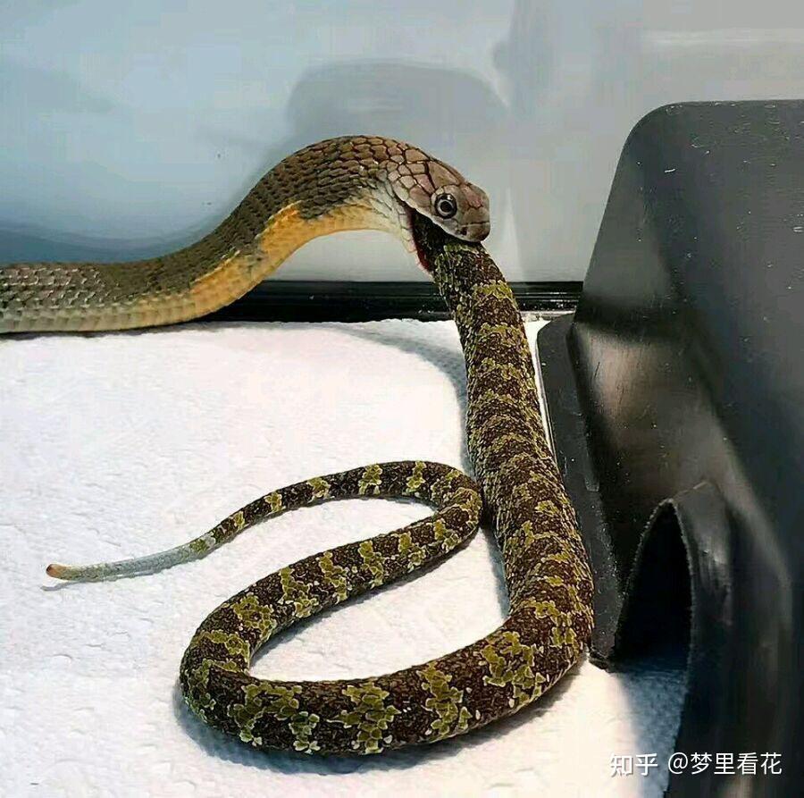 想知道莽山烙铁头和眼镜王蛇哪个毒性更强一点哪个更大一些
