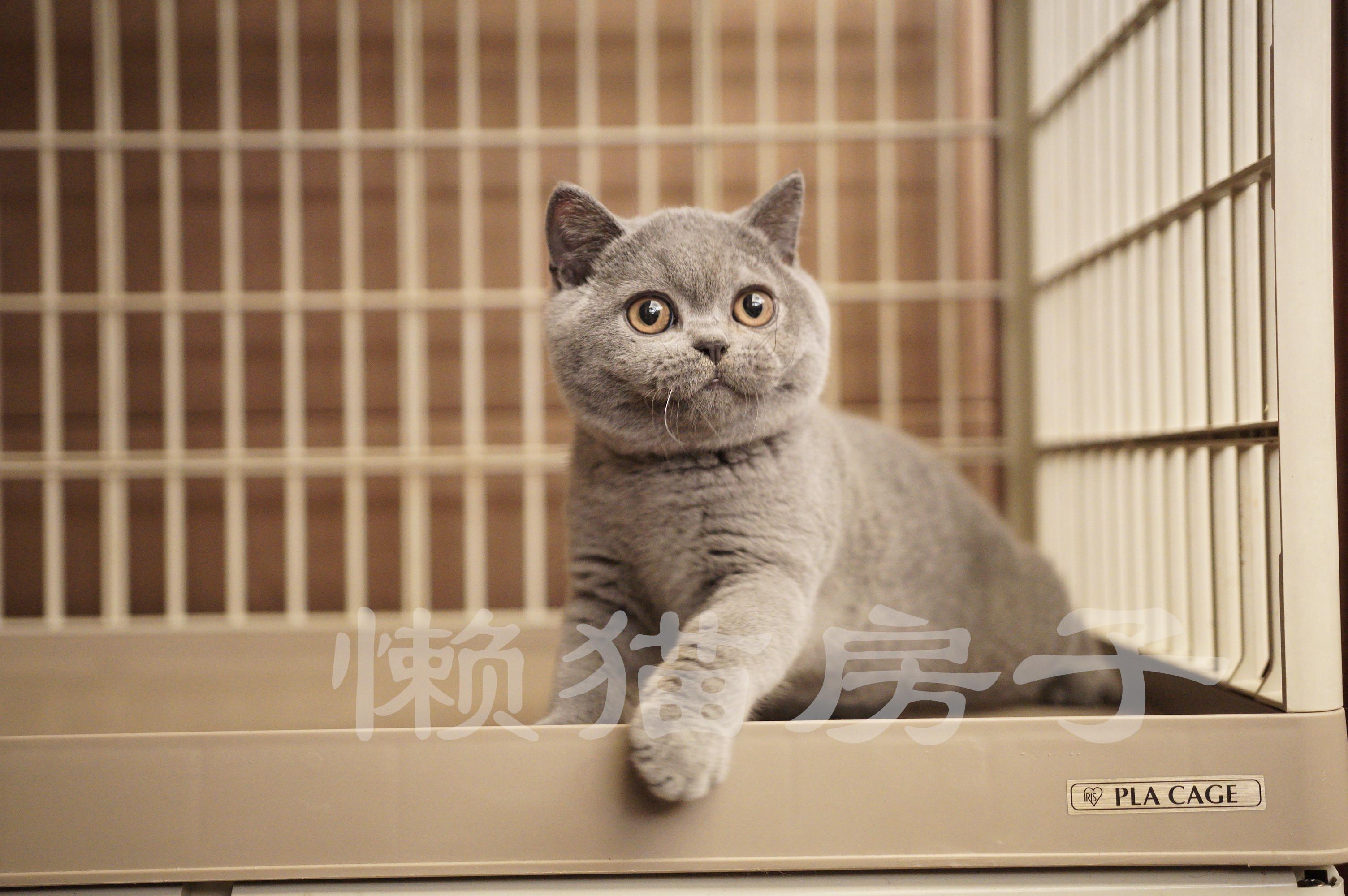 猫的血型解密 — 6 大关键信息 - 知乎