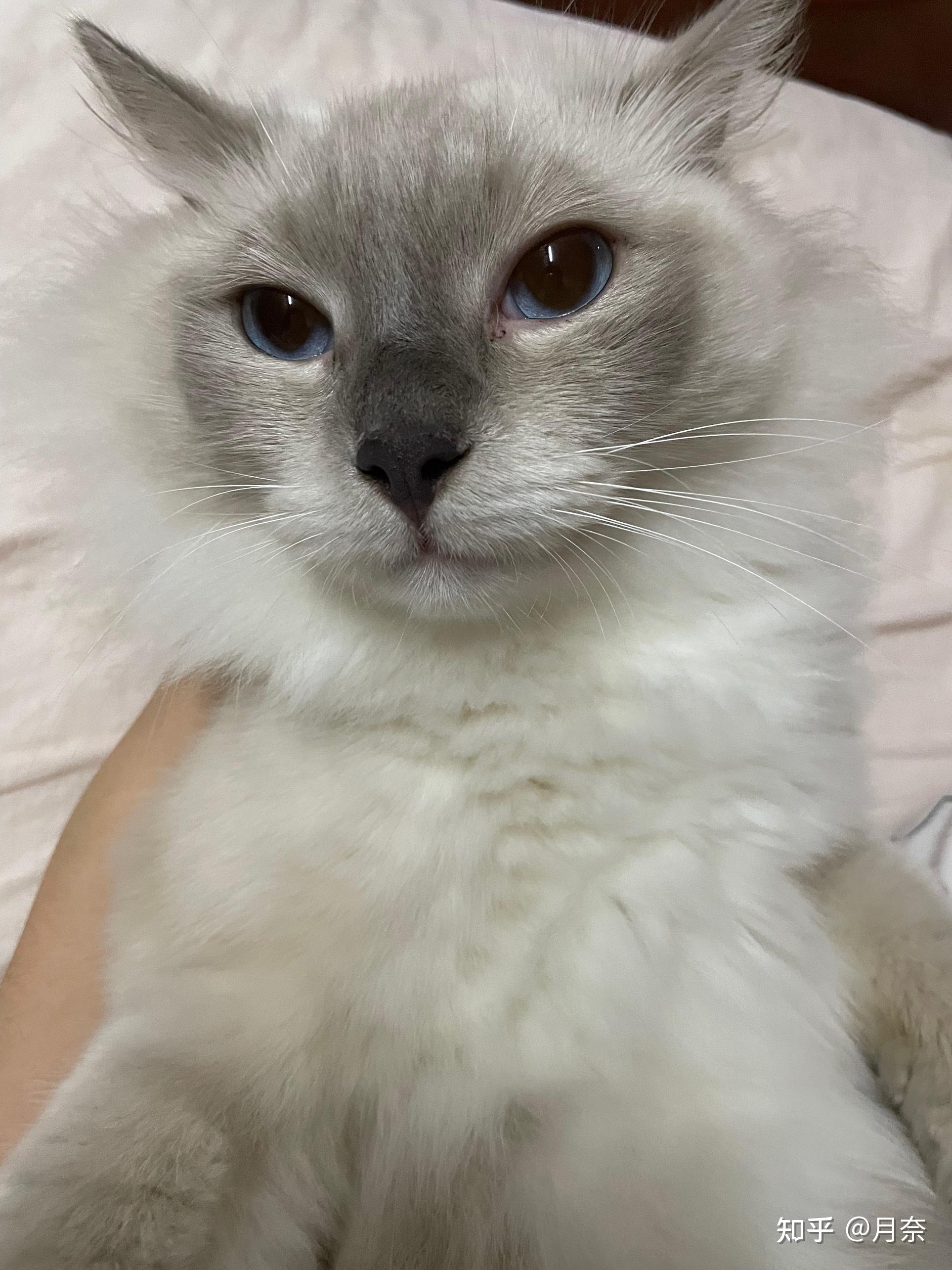 请问图中的布偶猫会变成黑脸嘛