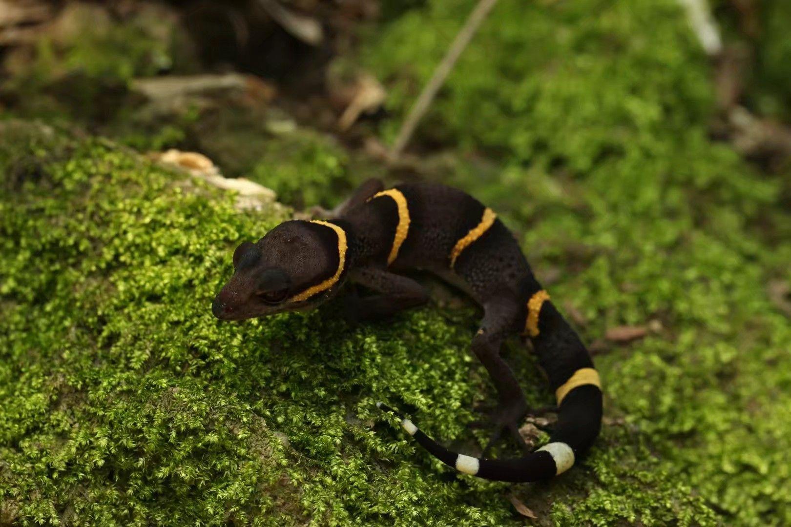 虎纹蜥蜴长什么样蜥蜴的美照有哪些