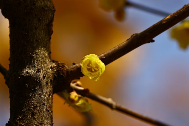 逢人问讯花消息，不识江梅只蜡梅。 - 知乎