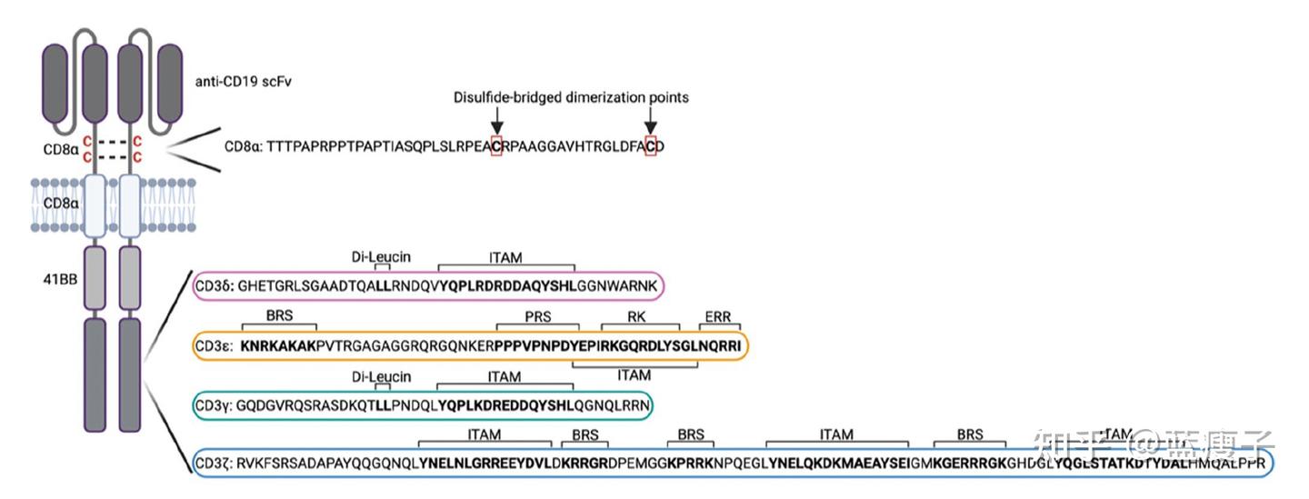 Nature Immunology丨利用CD3多样性优化CAR-T - 知乎