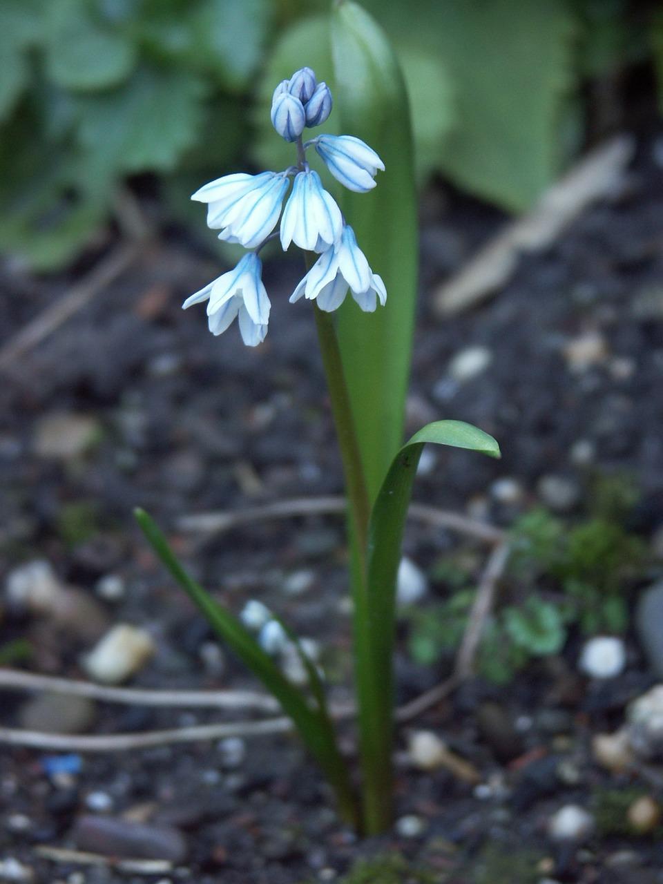 3. 分生组织特点