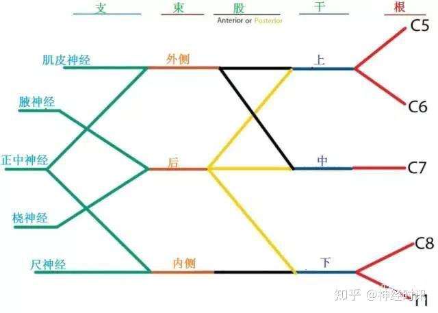 桡神经相关解剖和疾病解析 - 知乎