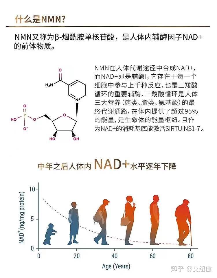 关于服用nmn后的全身副作用 知乎