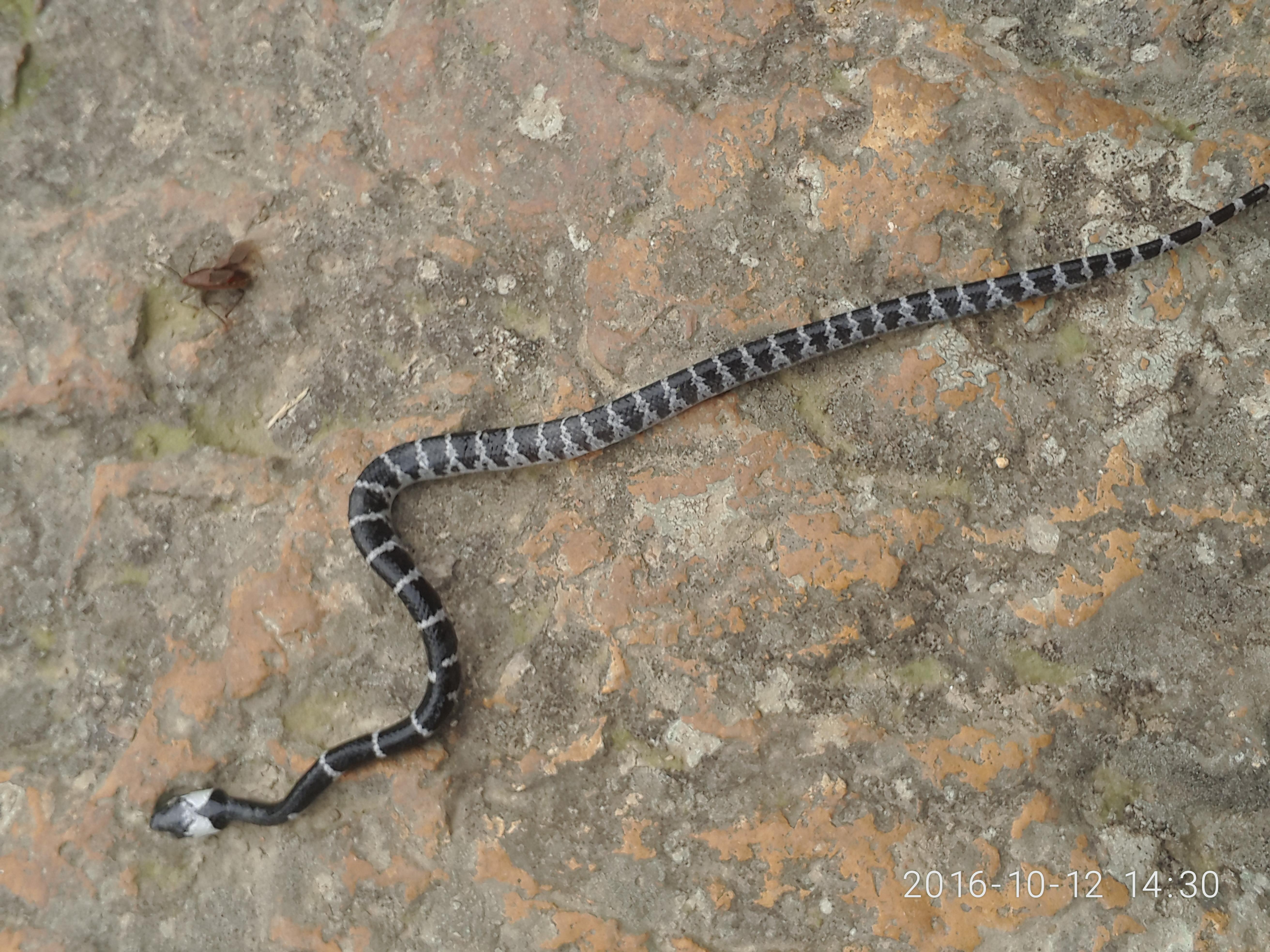 有一种一圈黑一圈白的蛇是叫什么蛇? - 知乎