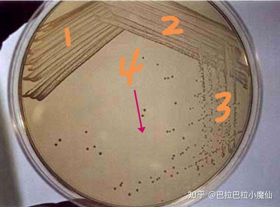 平板劃線法和稀釋塗布平板法到底是純化微生物的方法還是接種方法