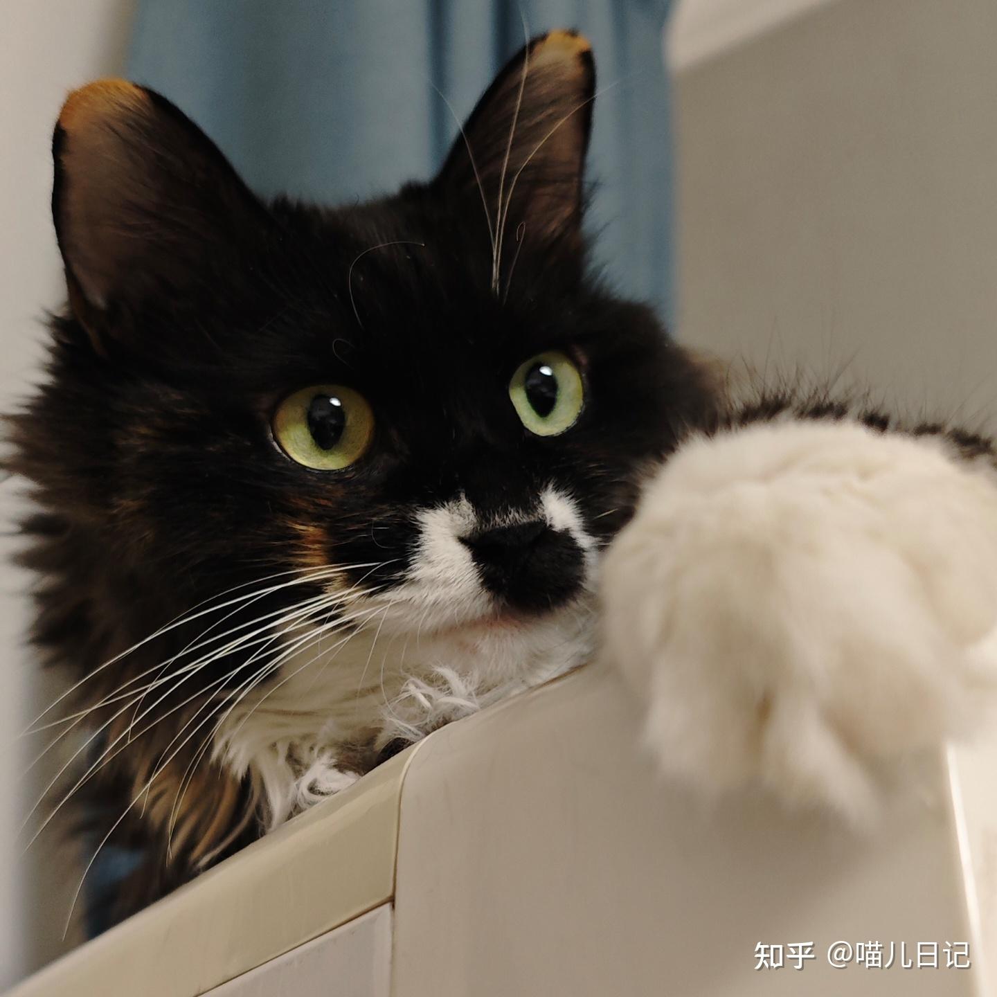 这样的三花小猫长大后会是什么样? - 知乎