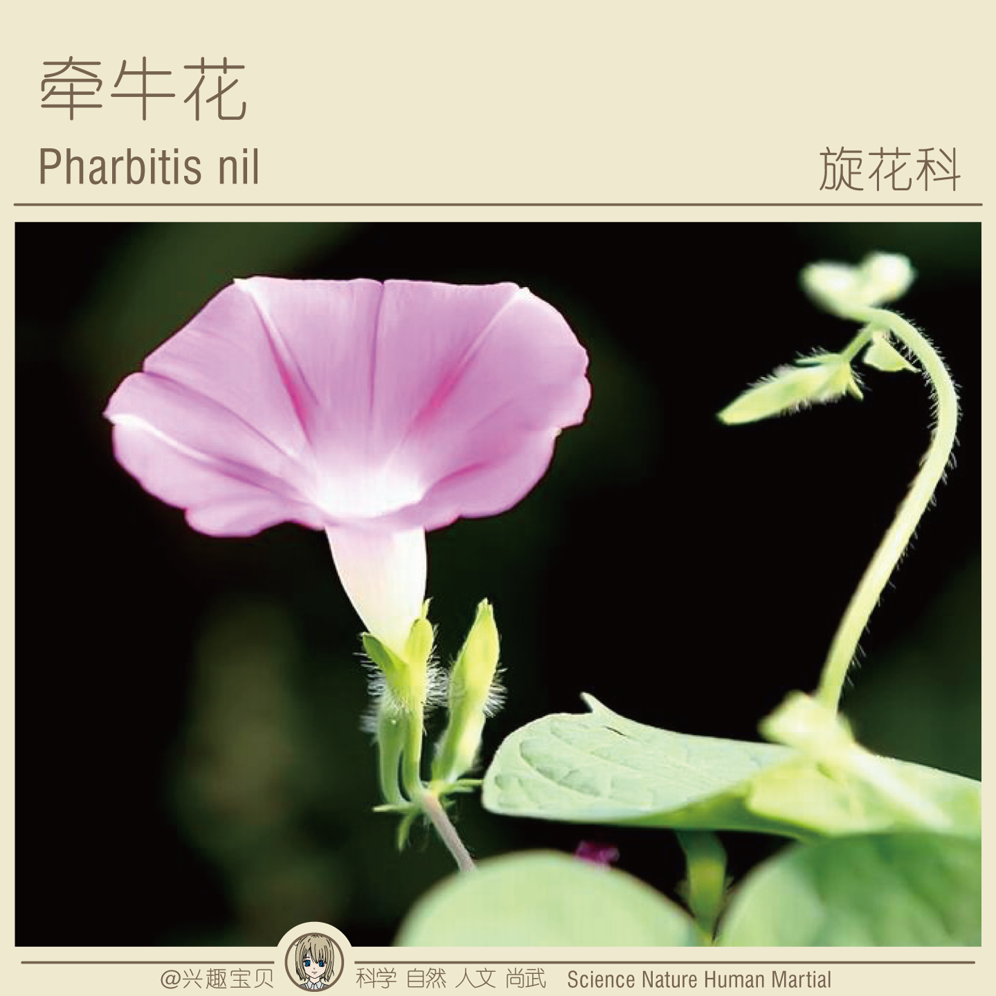 能把一些易混淆的常见植物做个对比吗