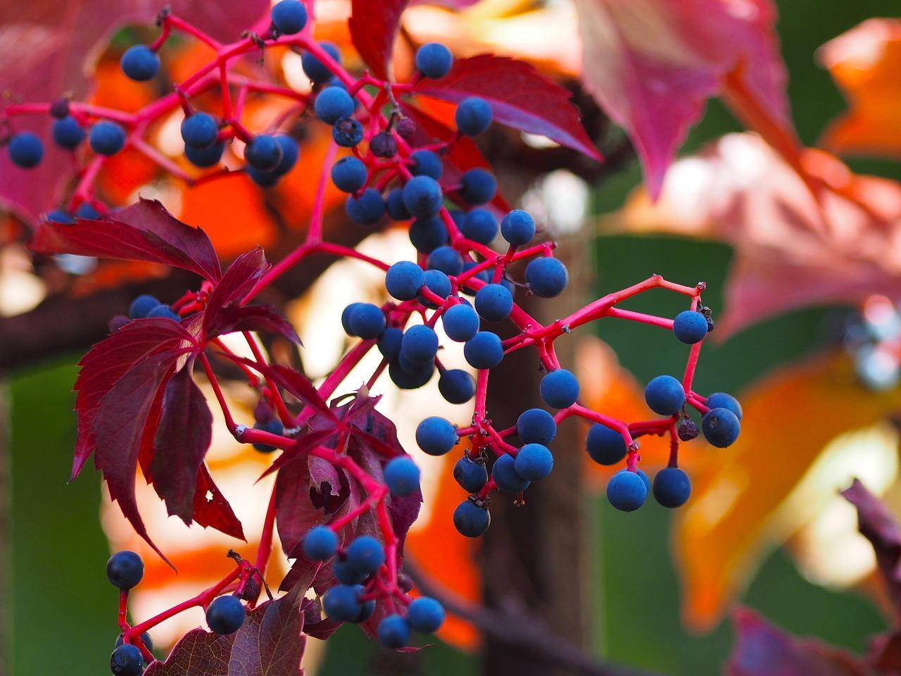 藤本植物有什么