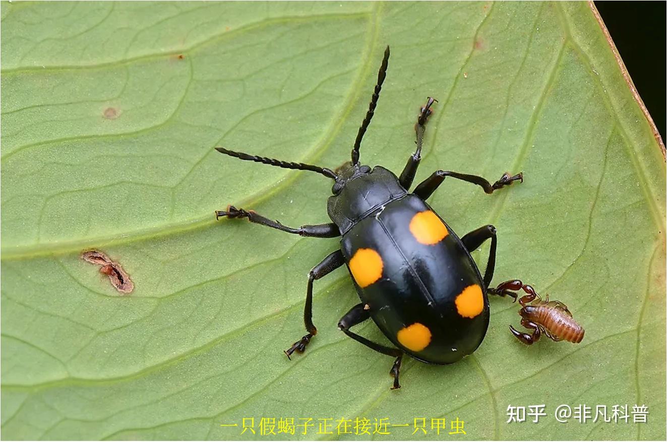 什么是生物共栖关系？看一看自然界中生物共栖关系的10个例子。 - 知乎