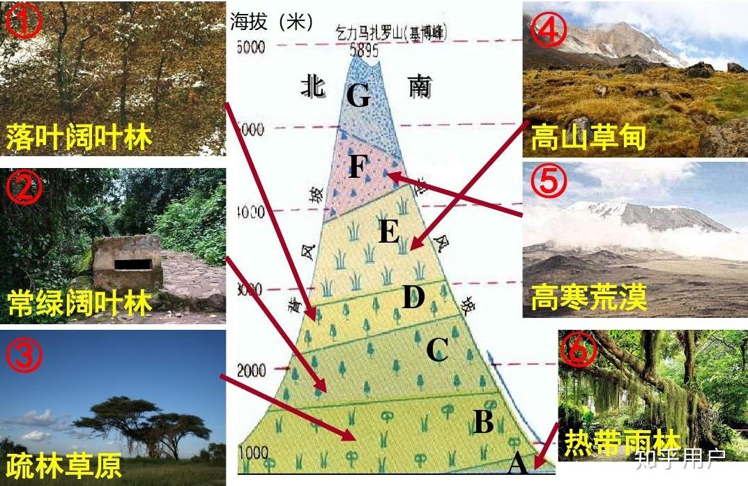 气候带植被类型图图片