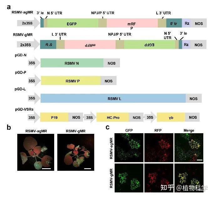 华南农业大学水稻病毒团队在水稻弹状病毒复制机制研究取得新进展 - 知乎