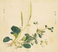 陕西西安学者齐声唤贤原创“一日一词”：“葇荑花序·手若柔荑”的“荑”之音义 - 知乎