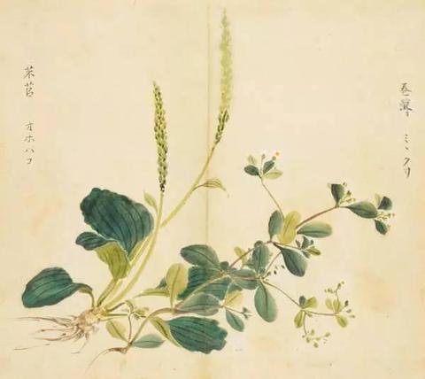 陕西西安学者齐声唤贤原创“一日一词”:“葇荑花序·手若柔荑”的“荑”之音义 - 知乎